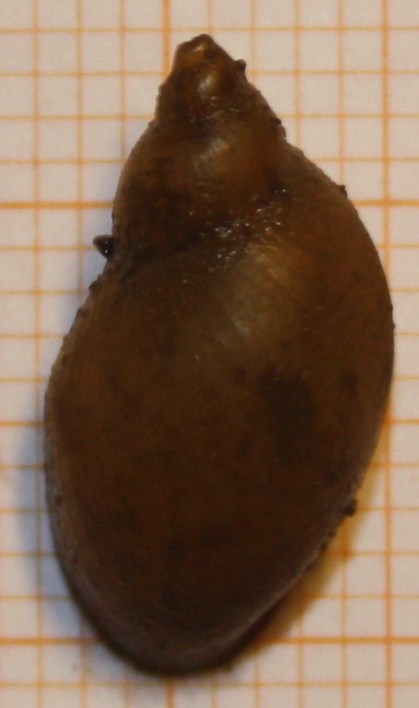 dal comprensorio del Corno alle Scale (BO): da id. /3
